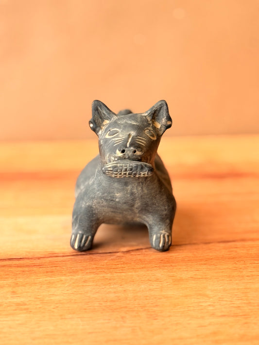 Perrito xolo mediano negro con mazorca