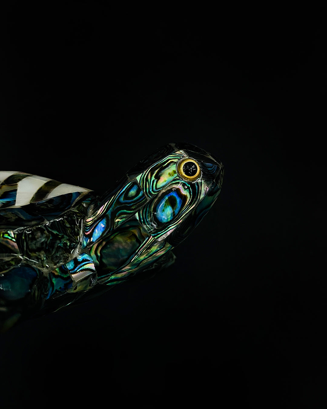 Tortuga de concha de abulón