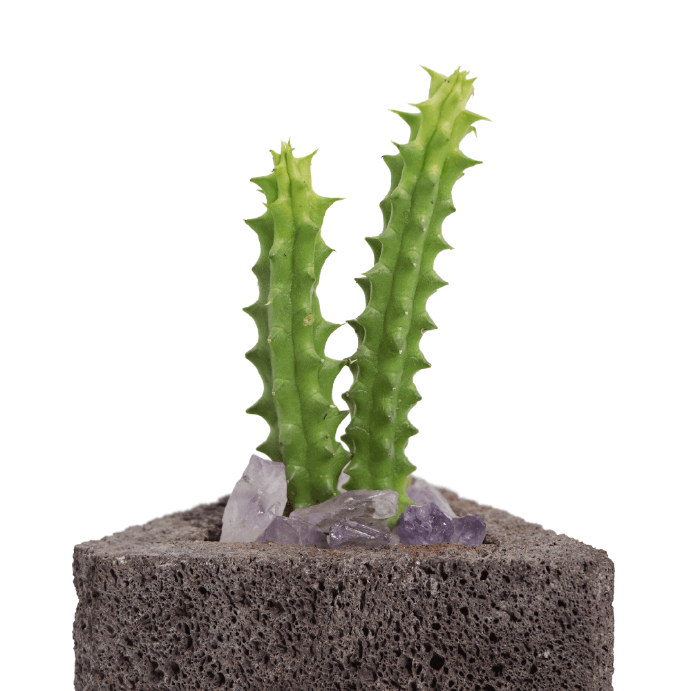 Maceta llama