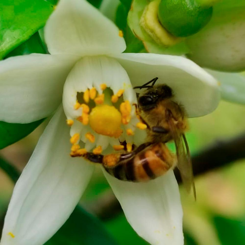 Miel pura de abeja