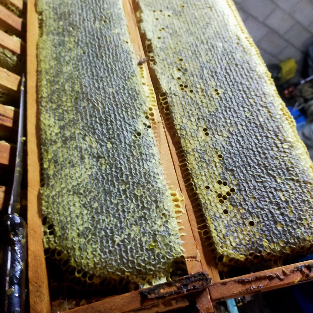 Miel pura de abeja