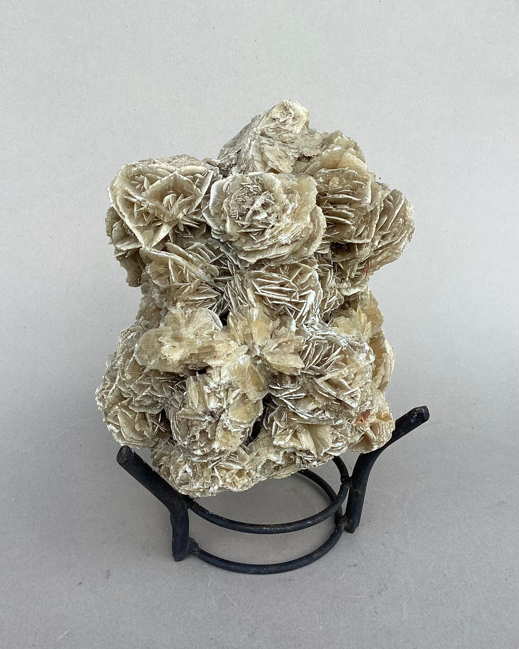 Especimen: rosa del desierto, A