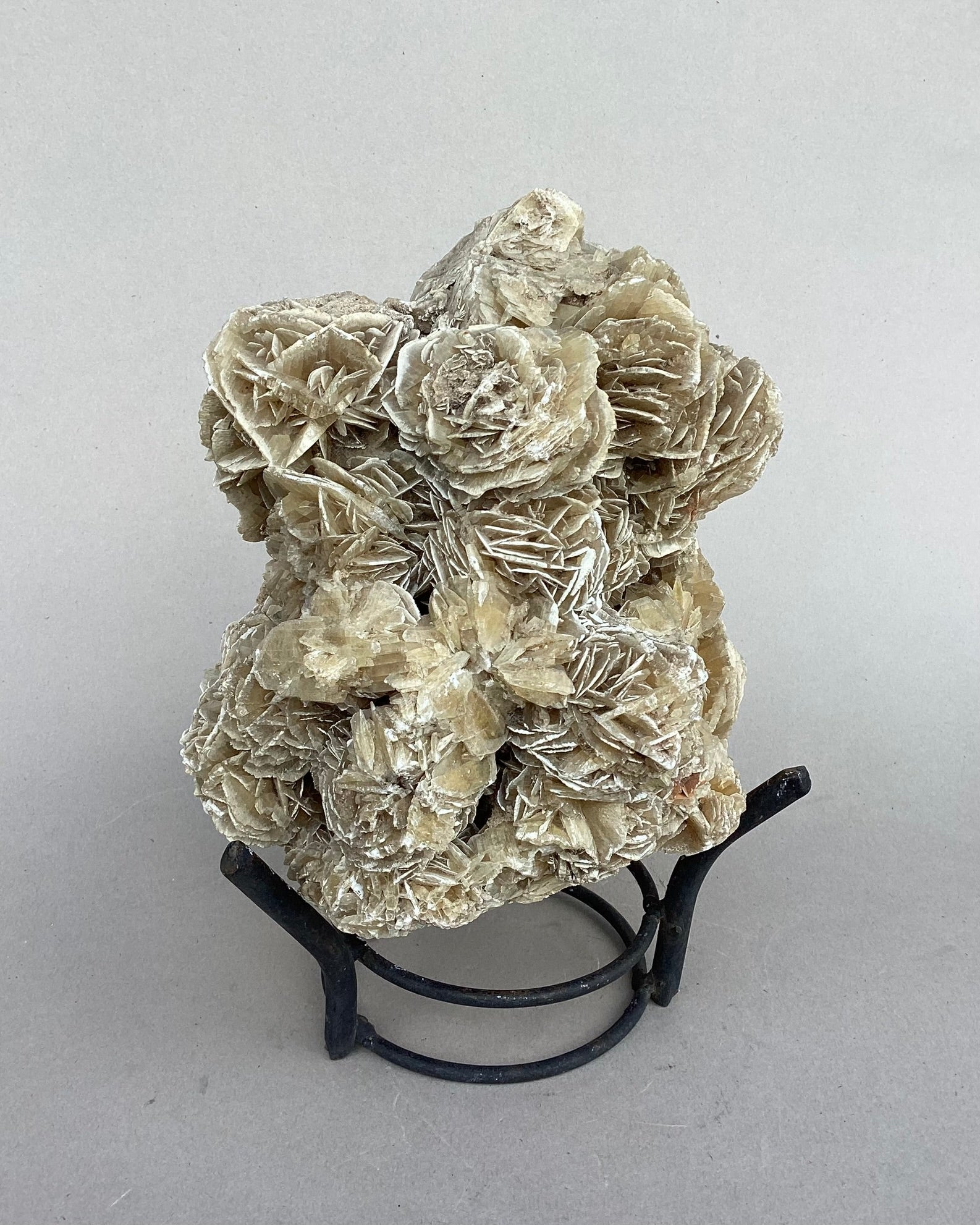 Especimen: rosa del desierto, A