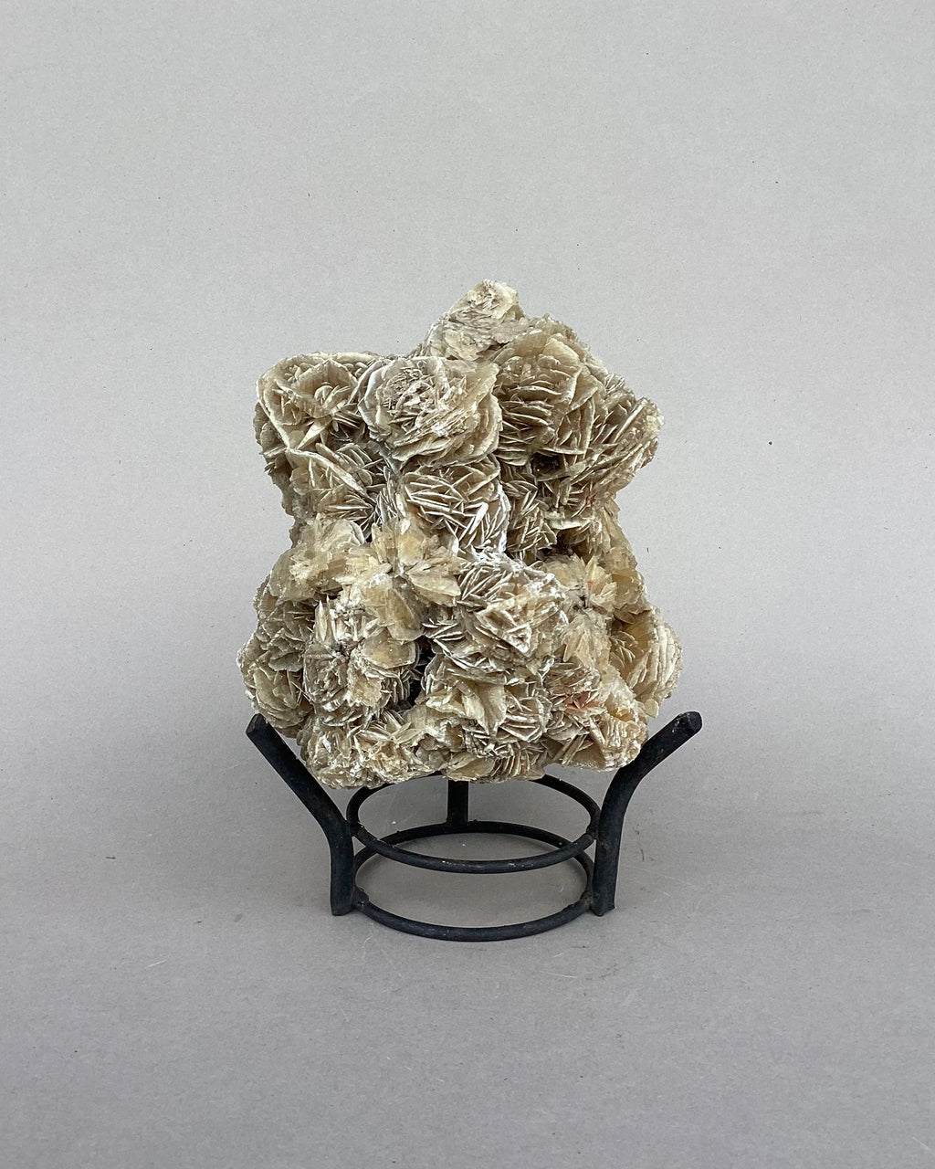 Especimen: rosa del desierto, A