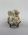 Especimen: rosa del desierto, A