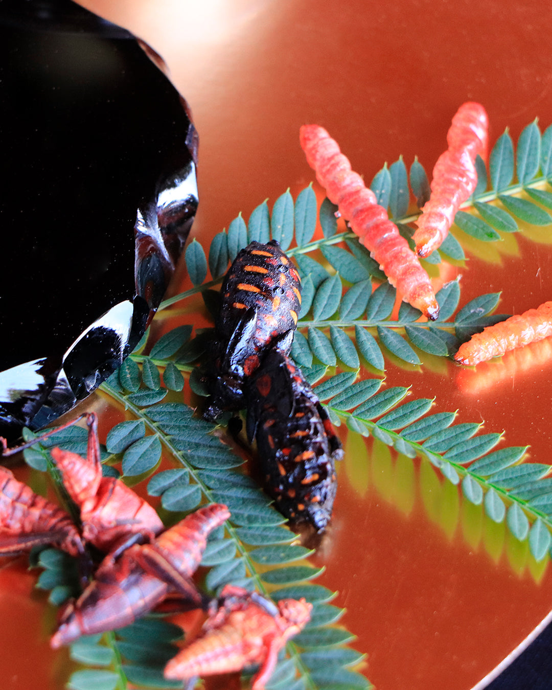 Degustación de insectos