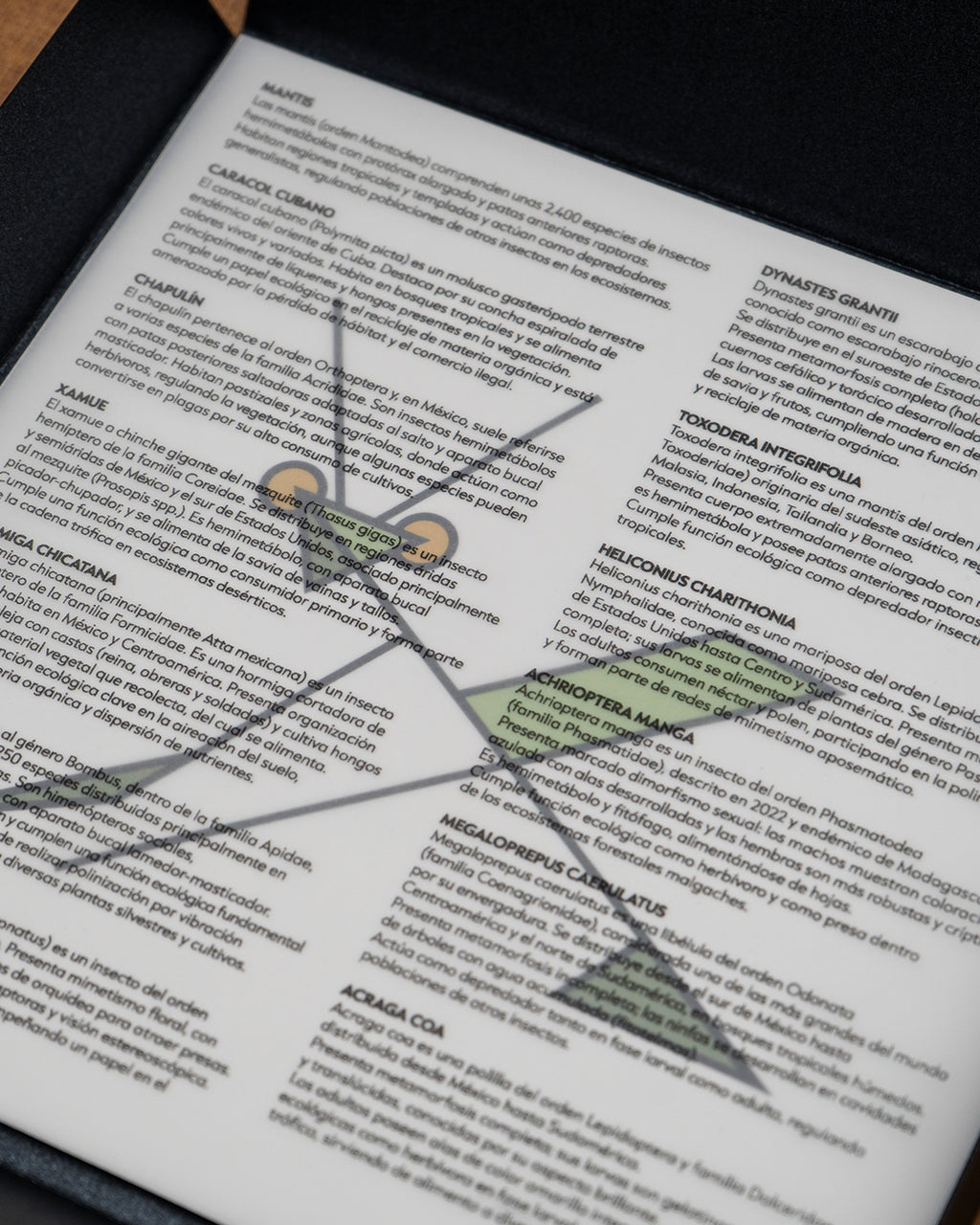 Print Mantis Toxodera