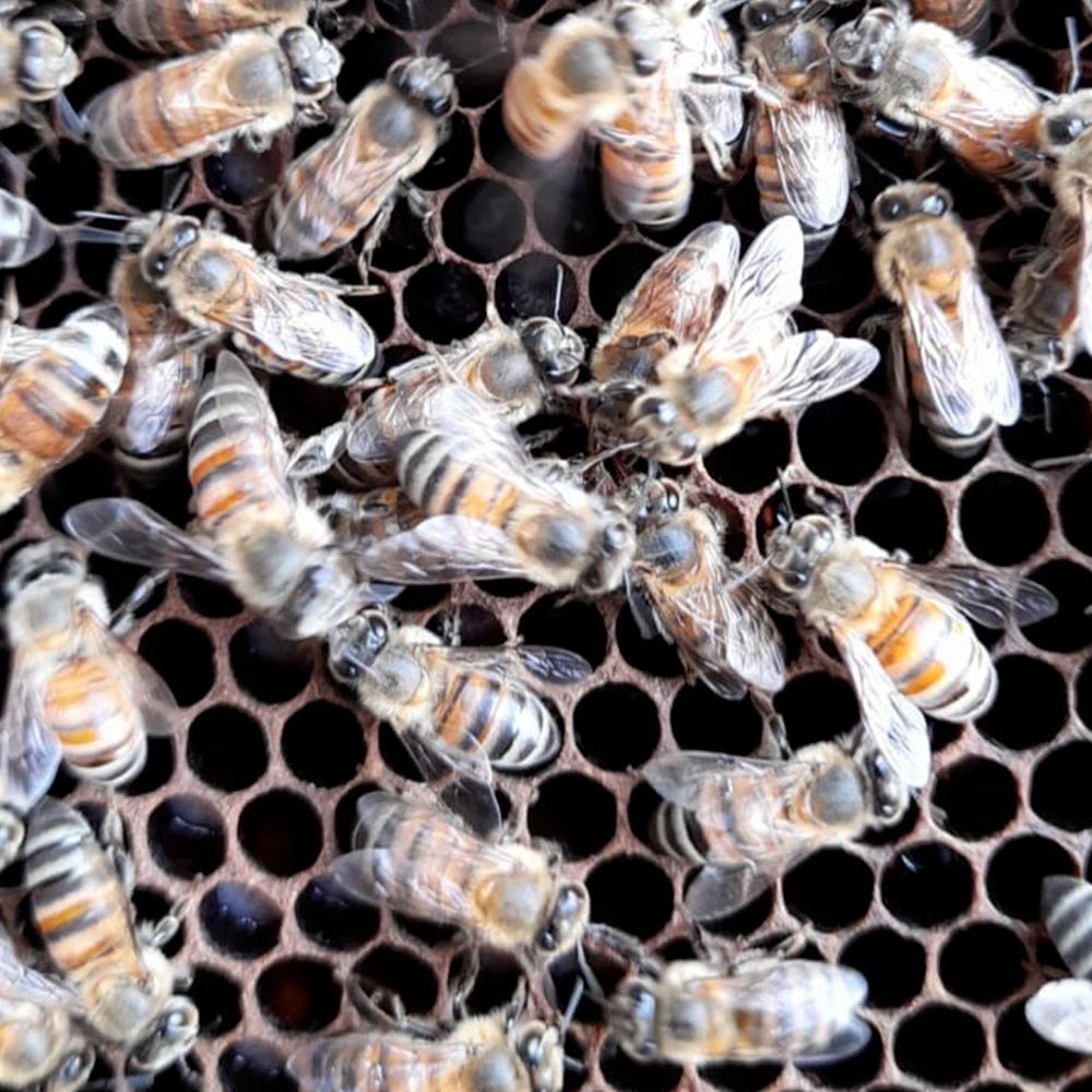 Miel pura de abeja