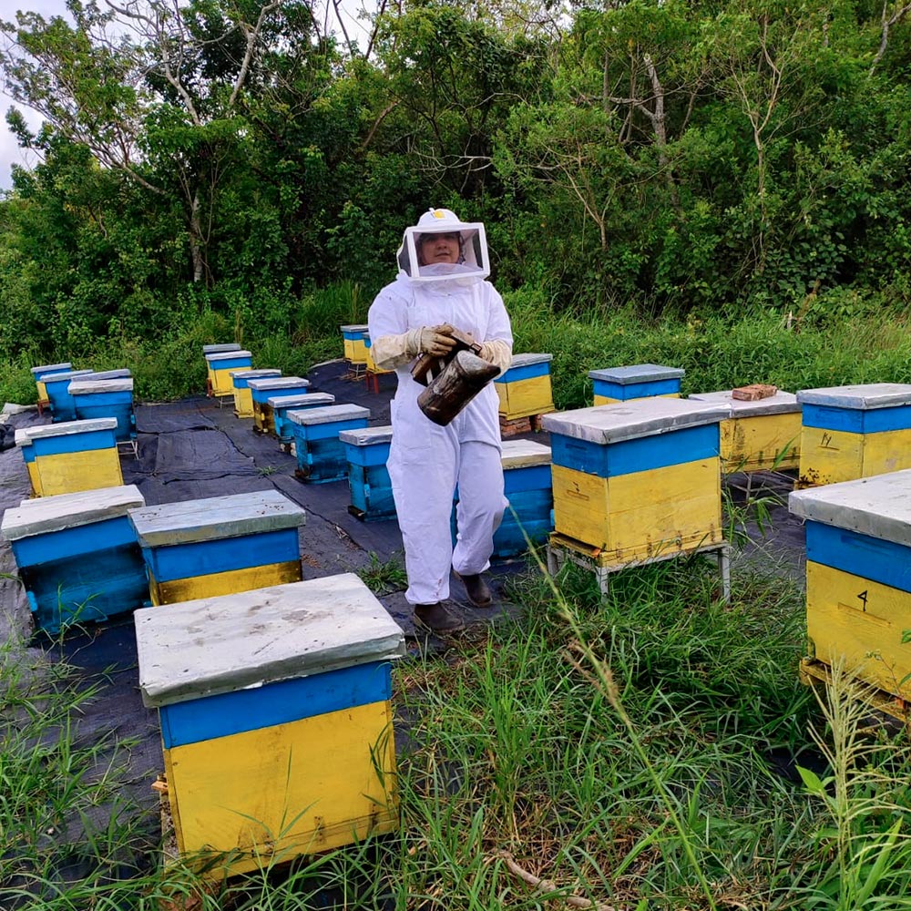 Miel pura de abeja