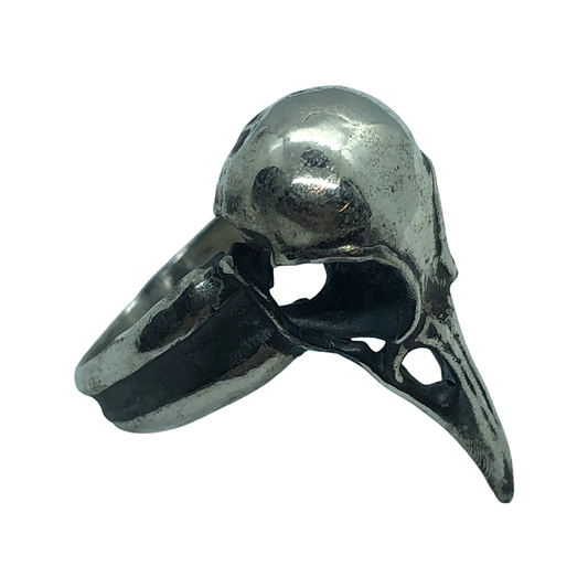 anillo craneo ave