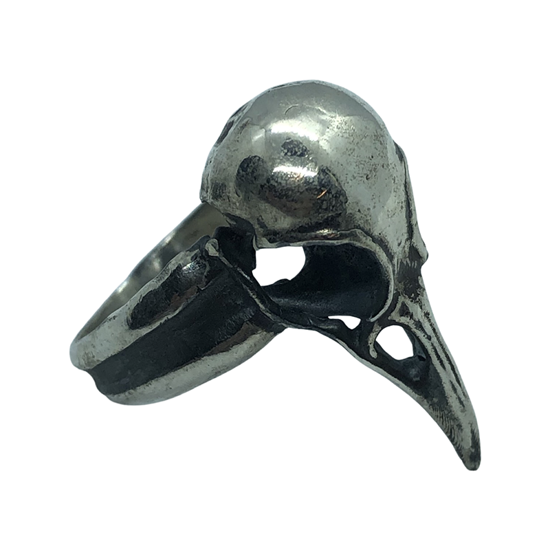 anillo craneo ave